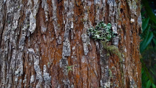 moss on tree