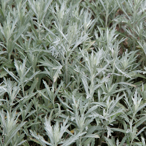 Square picture of Artemisia ludoviciana growing in botanical garden. Silver plant for background