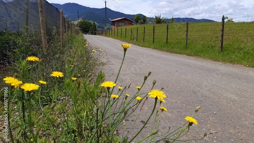 yellow flowers in the meadow