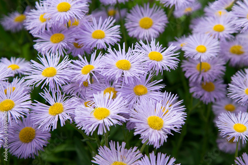 Horizontal picture of erigeron flowers for background. Many violet daisies from above. Daylight photo in botanical garden