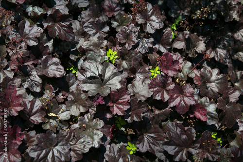 Horizontal picture of heuchera growing in spring or summer the garden for background