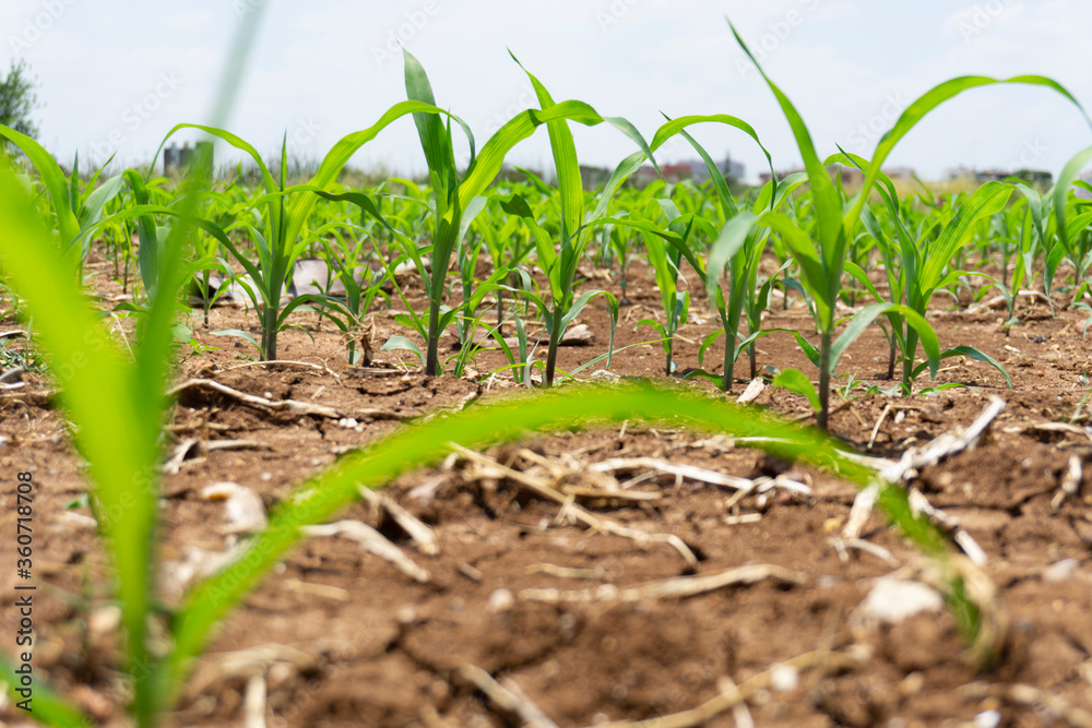 Fototapeta premium Green corn maize plants on a field. Agricultural landscape.