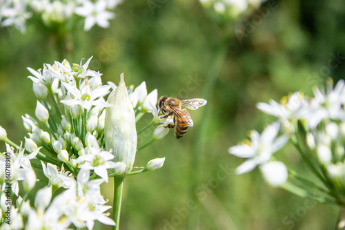 Honey bee apis mellifera on white flower while collecting pollen on green blurred background close up macro