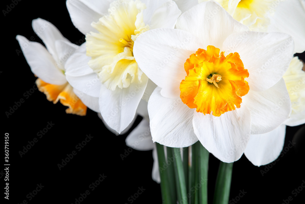 Beautiful white narcissus on black background Beautiful white narcissus on black background