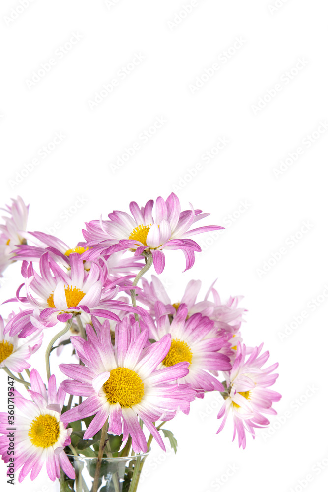 Beautiful pink flowers isolated on white background. Chrysanthemums