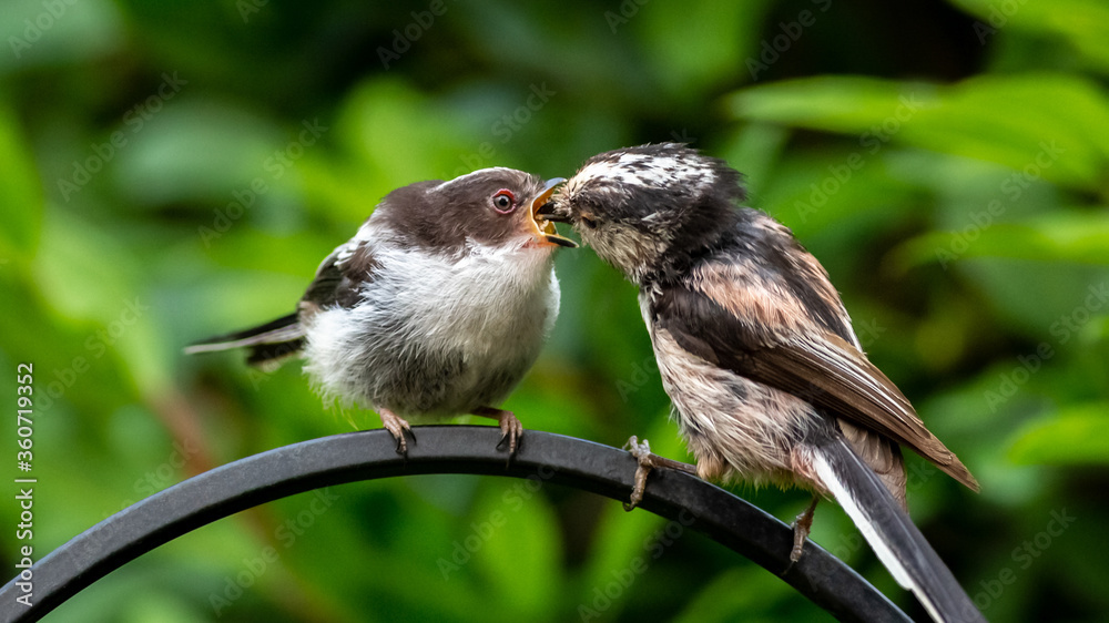Obraz premium Parent long-tailed tit feeding fledgling