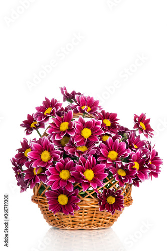 Beautiful pink flowers isolated on white background. Chrysanthemums