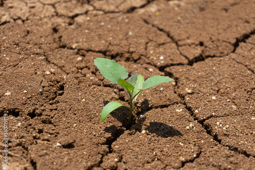 Seedling growing on cracked, dry earth.