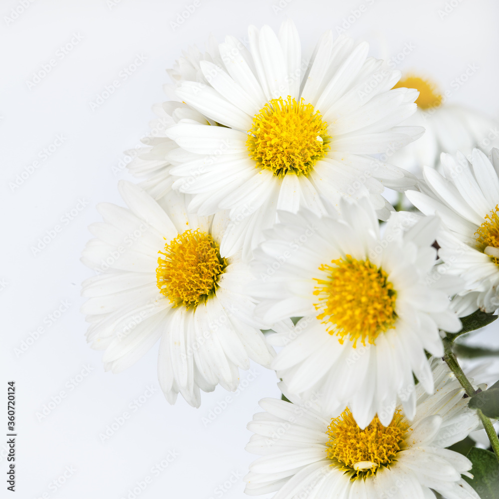 White camomile flowers on bright background White camomile flowers on bright background