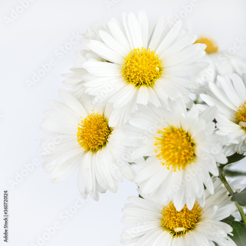 White camomile flowers on bright background