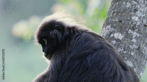 Dusky Leaf Monkey, spectacled langur - lovely little primate with a unique appearance found in Malaysia and Thailand. photo