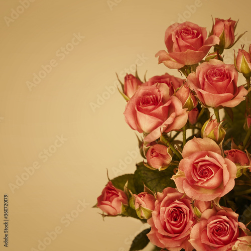 Rose. Beautiful pink roses flowers bouquet. Holiday concept  Greeting card  top view  flat lay  copy space for text