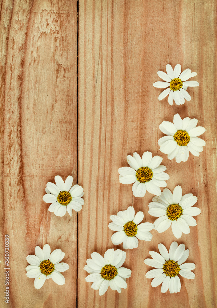 Obraz premium Chamomile flowers on a wooden background. Camomile. Studio photography, flat lay, top view, copy space
