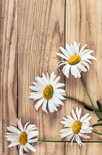 Chamomile flowers on a wooden background. Camomile. Studio photography  flat lay  top view  copy space