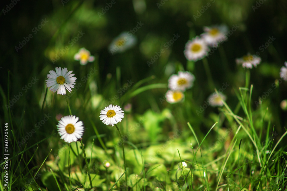 Field chamomile flowers. A beautiful scene of nature with blooming medical daisies in the sunlight. Summer flowers. Beautiful meadow. Summer background. Field chamomile flowers. A beautiful scene of nature with blooming medical daisies in the sunlight. Summer flowers. Beautiful meadow. Summer background.