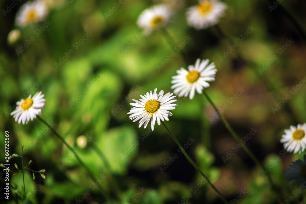 Field chamomile flowers. A beautiful scene of nature with blooming medical daisies in the sunlight. Summer flowers. Beautiful meadow. Summer background. Field chamomile flowers. A beautiful scene of nature with blooming medical daisies in the sunlight. Summer flowers. Beautiful meadow. Summer background.