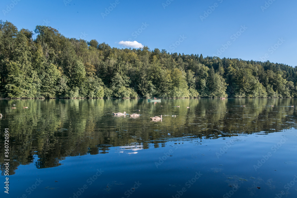 Reflection in water of trees growing on lake shore. Ducks and swans swimming in water. Person in small fishing boat. Warm summer bright day in nature Reflection in water of trees growing on lake shore. Ducks and swans swimming in water. Person in small fishing boat. Warm summer bright day in nature