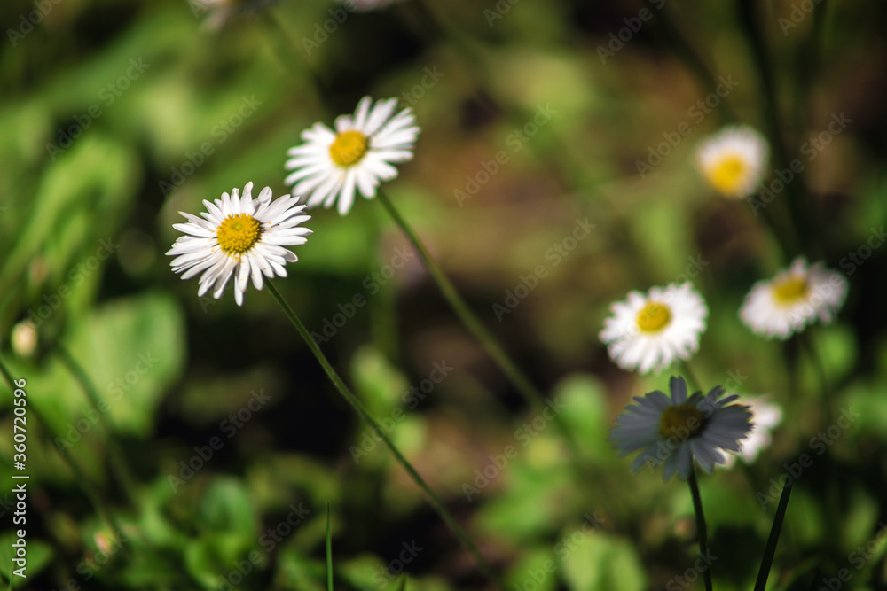 Field chamomile flowers. A beautiful scene of nature with blooming medical daisies in the sunlight. Summer flowers. Beautiful meadow. Summer background. Field chamomile flowers. A beautiful scene of nature with blooming medical daisies in the sunlight. Summer flowers. Beautiful meadow. Summer background.