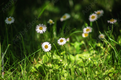 Field chamomile flowers. A beautiful scene of nature with blooming medical daisies in the sunlight. Summer flowers. Beautiful meadow. Summer background.