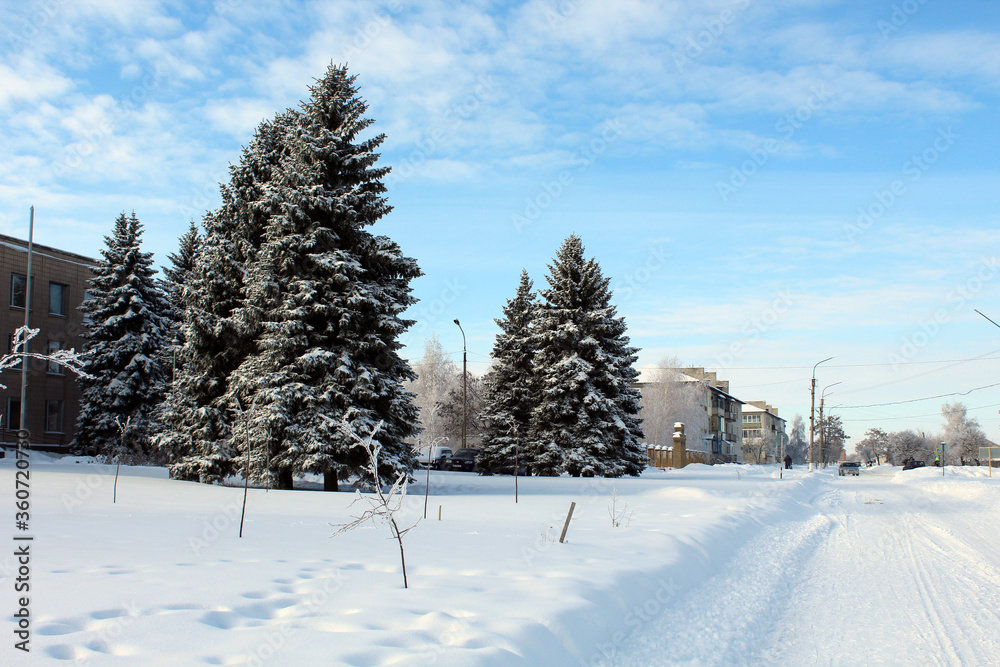 Obraz premium snow covered trees