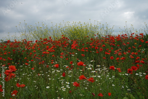 field of red poppies and sky