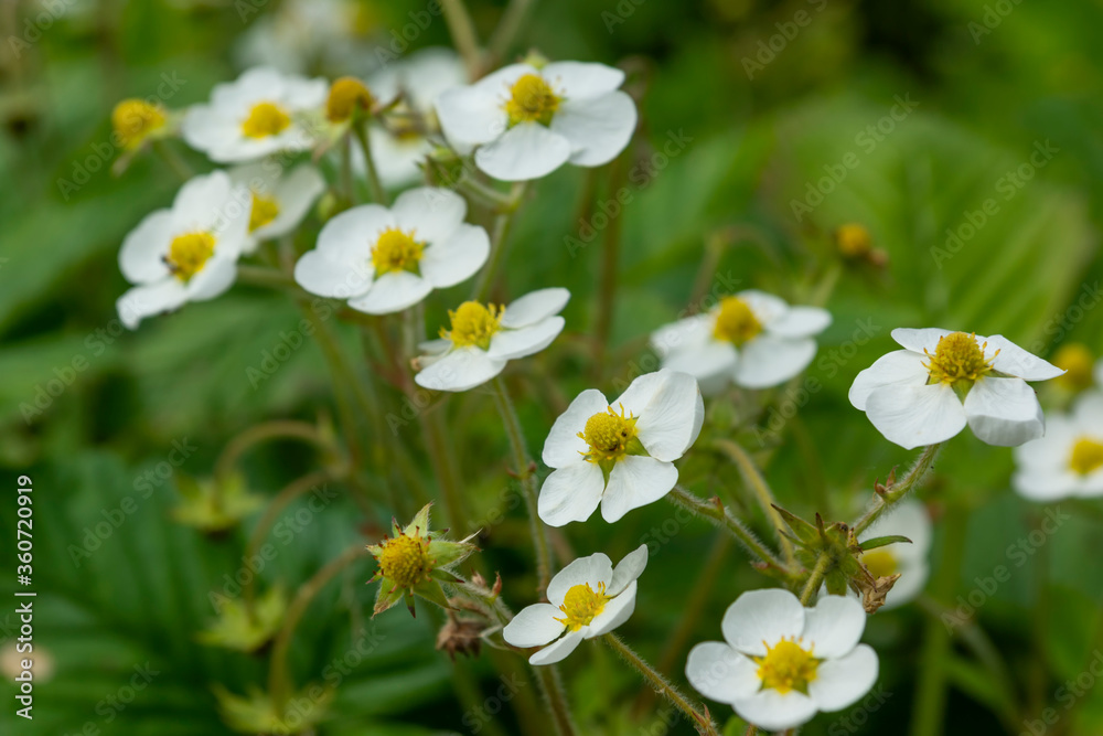 Blooming wild strawberries in the garden. White flower petals on a strawberry bush