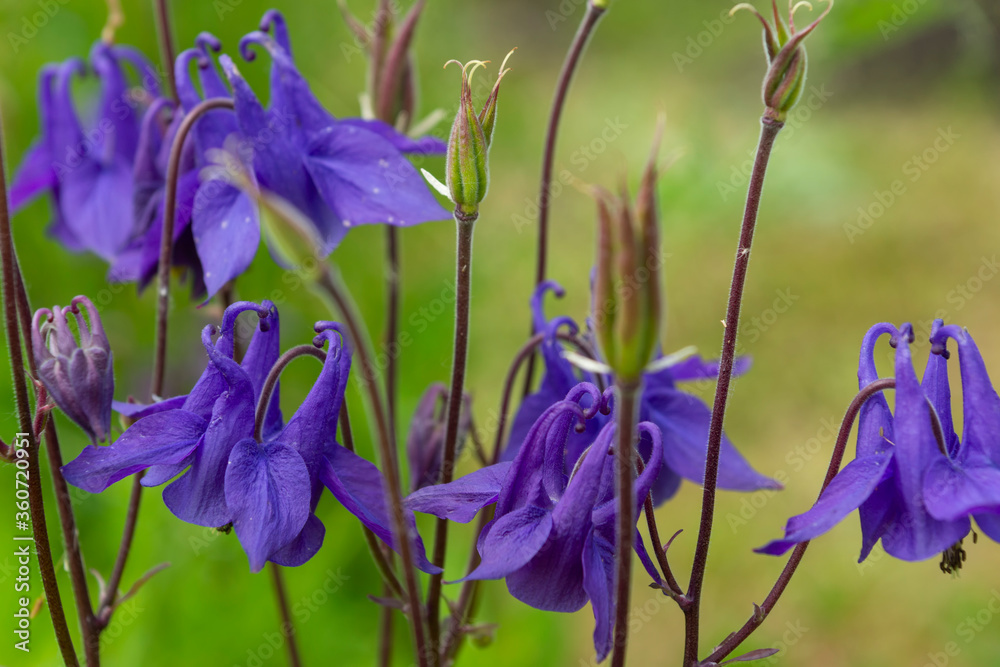 Blue flowers bluebells in the garden
