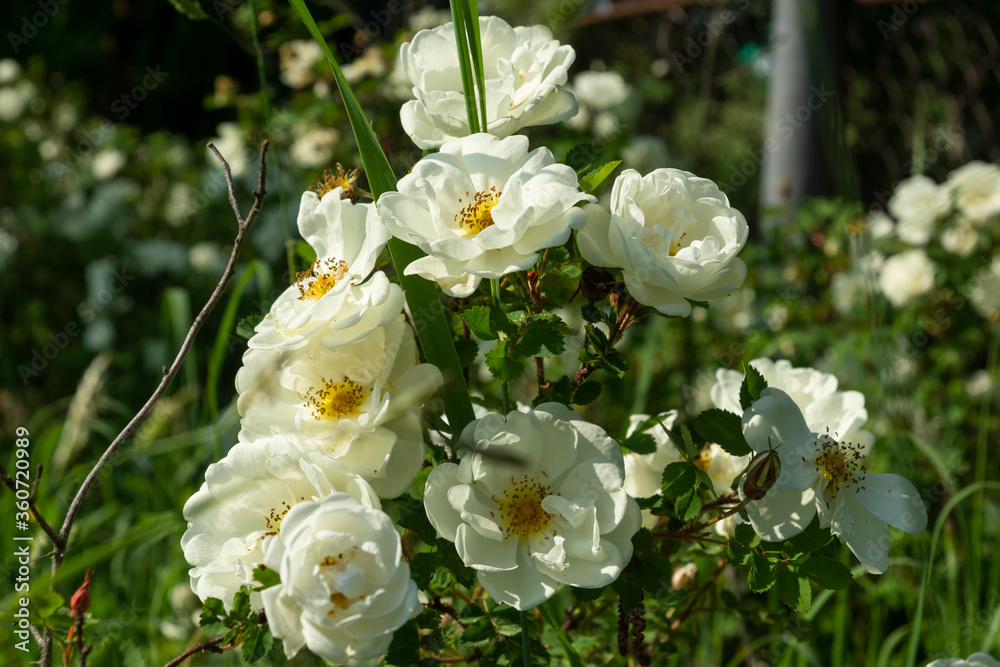 Beautiful bush flowers white garden roses in the sunlight on nature background for the calendar