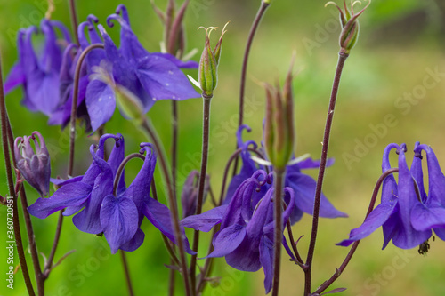 Obraz na płótnie Blue flowers bluebells in the garden w salonie