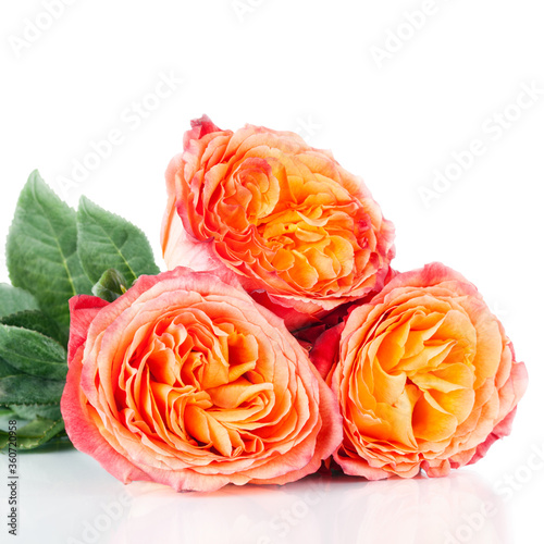 Rose Flowers Bouquet isolated on white background