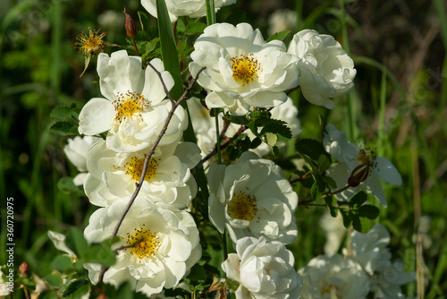 Obraz na płótnie Beautiful bush flowers white garden roses in the sunlight on nature background for the calendar w salonie