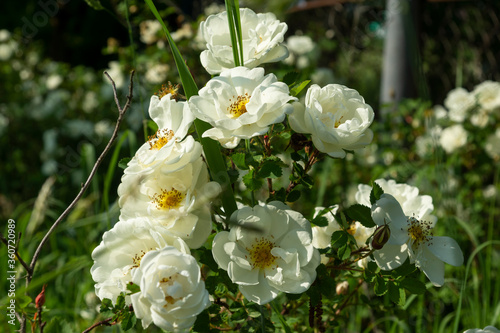 Obraz na płótnie Beautiful bush flowers white garden roses in the sunlight on nature background for the calendar w salonie