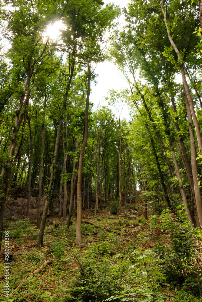 Wald 2 Wald 2