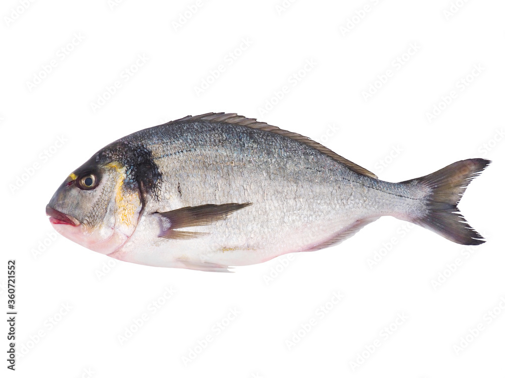 Gilt-head sea bream fish isolated on white background Gilt-head sea bream fish isolated on white background