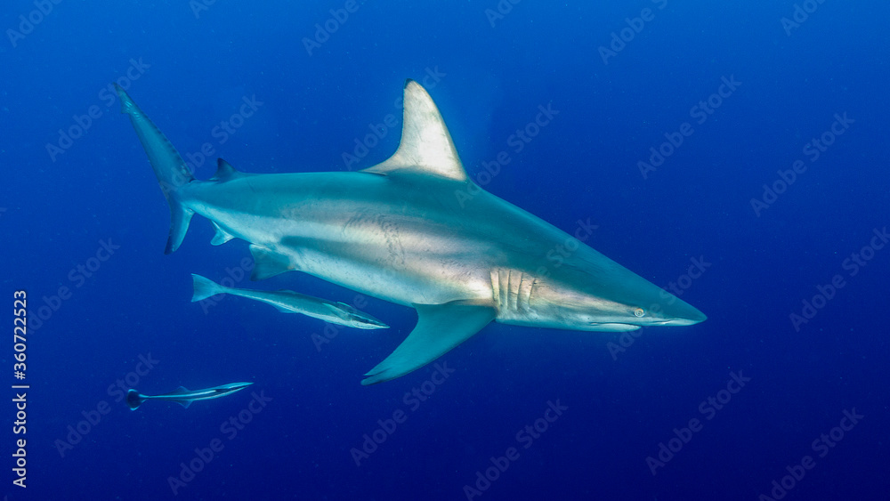 Fototapeta premium The shark is approaching with its silver highlights. Ponta do Ouro, Mozambique