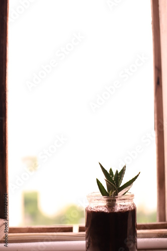 aloe on a window