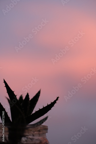 aloe on a window