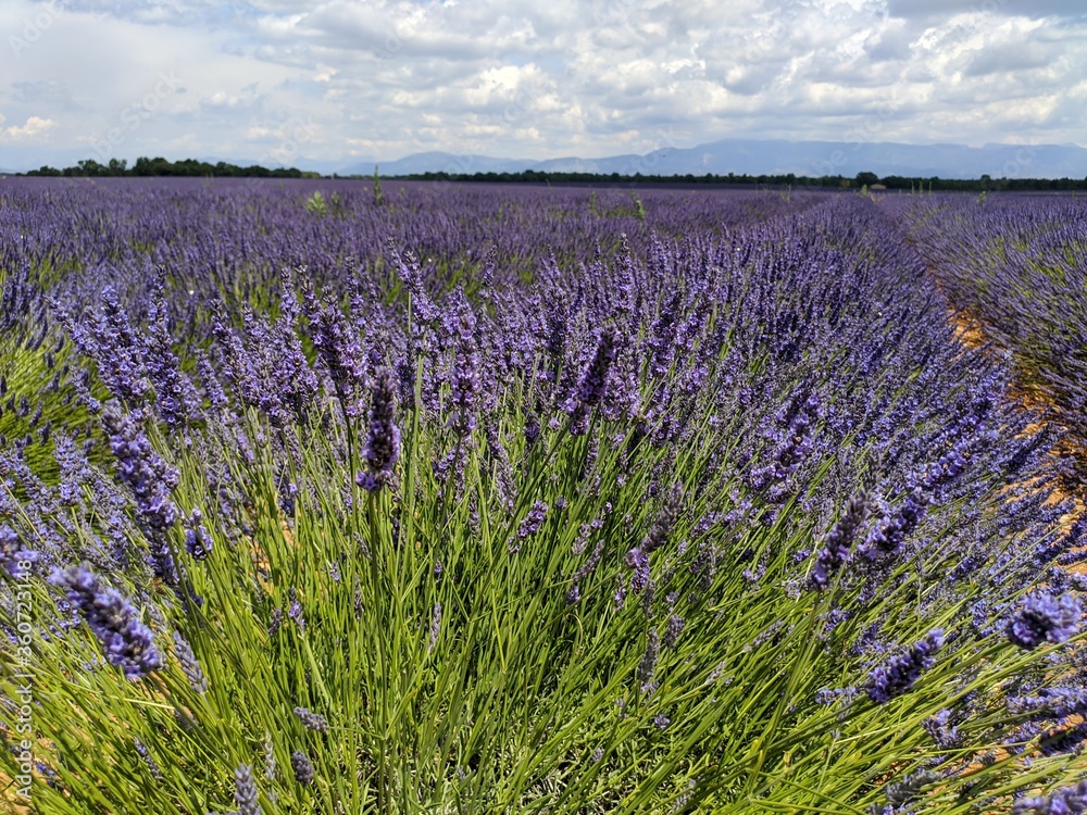 Naklejka premium Lavande du plateau de Valensole à la saison estivale des fleuraison juin et juillet, ensuite c'est la ceuillette, région Sud de la france alpes de haute provence à coté du verdon