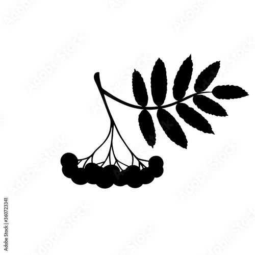 Rowan branch Silhouette