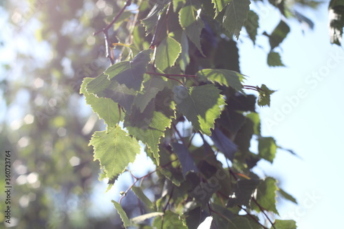 Fototapeta Naklejka Na Ścianę i Meble -  Brzoza i światło