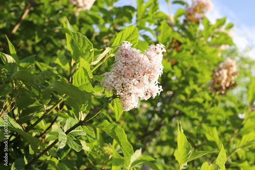 pink and white flowers
