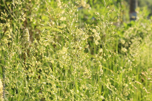 green grass background