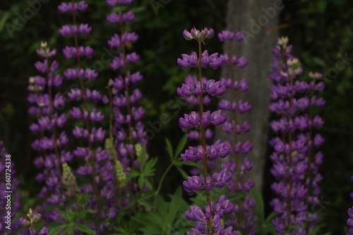 purple lavender flowers
