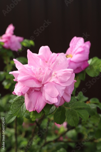 pink rose bush