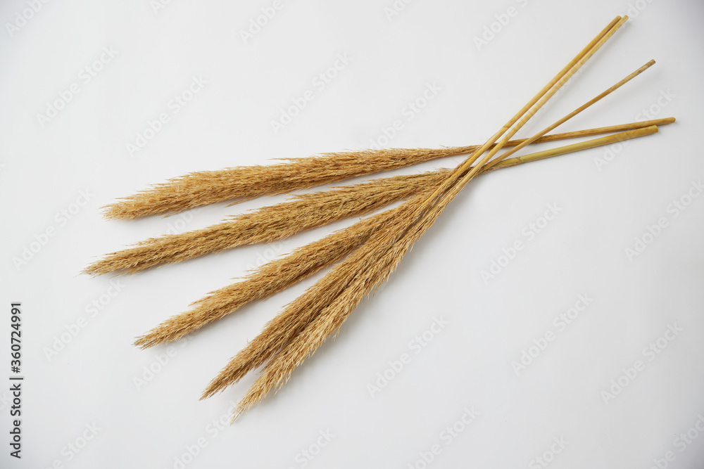 pompous grass on a white background pompous grass on a white background