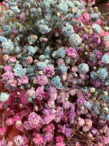 Wallpaper Mural Beautiful flowers - gypsophila. A close up of a flower Torontodigital.ca
