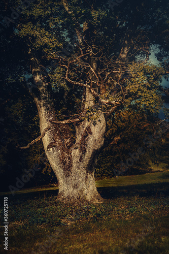 trunk of old tree, oak tree.