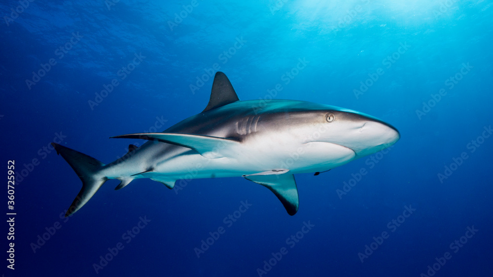 The shark swims calmly in the soft light of dawn. Tiger Beach (Bahamas)