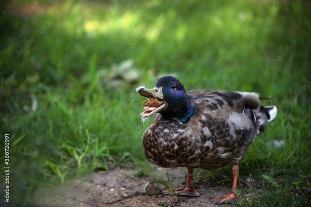 A duck in the Park eats a piece of bread. Large duck. Summer Park. A duck in the Park eats a piece of bread. Large duck. Summer Park.