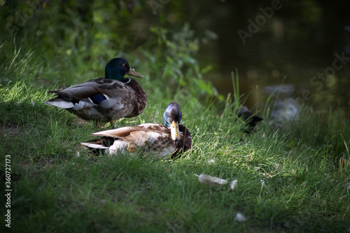 Ducks rest on the spring grass at the water's edge. Birds hide in the shade from the summer heat. Birds close-up. photo